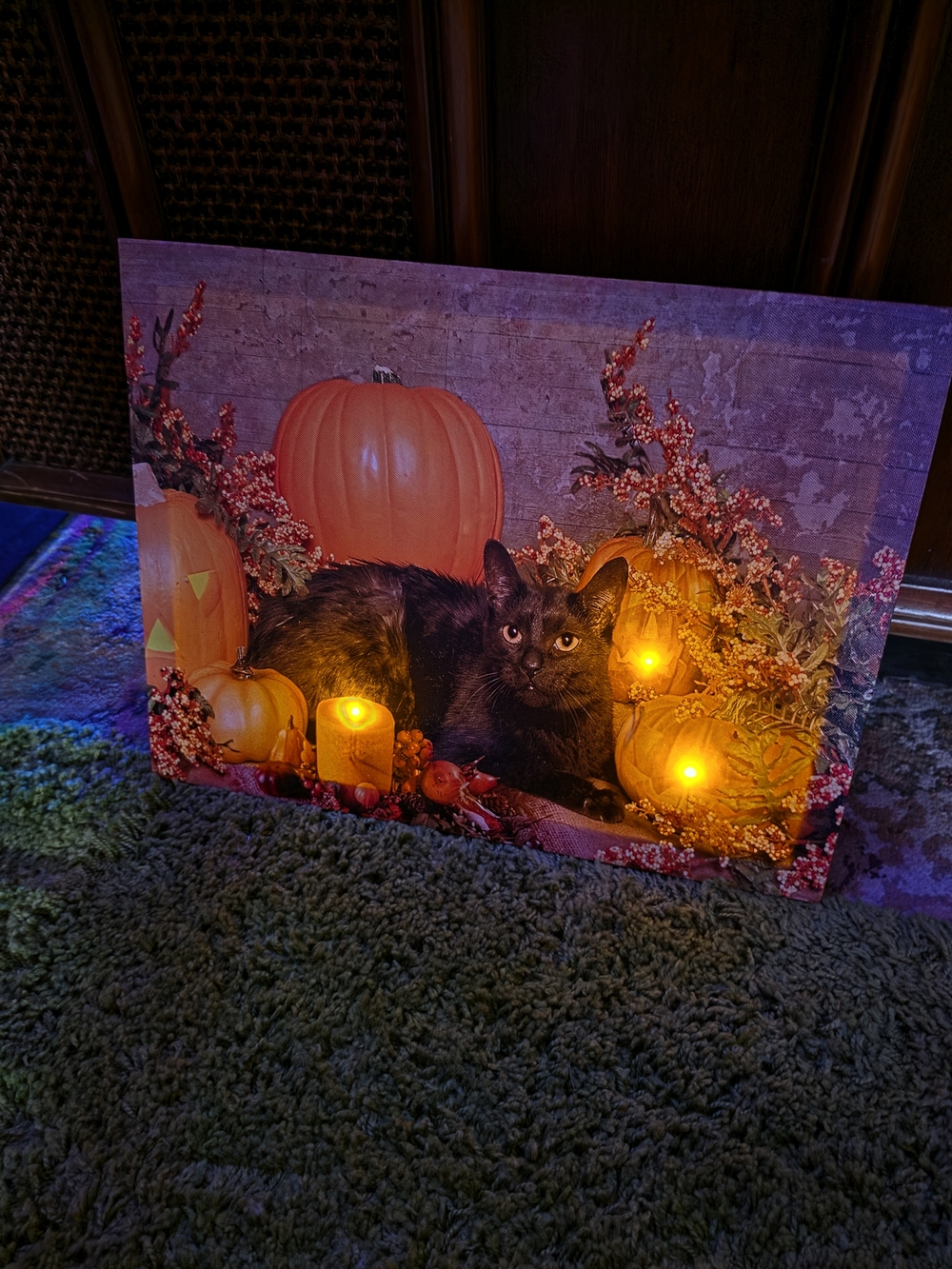 Halloween Black Cat Pumpkin LED Canvas - Seasonal Wall Art